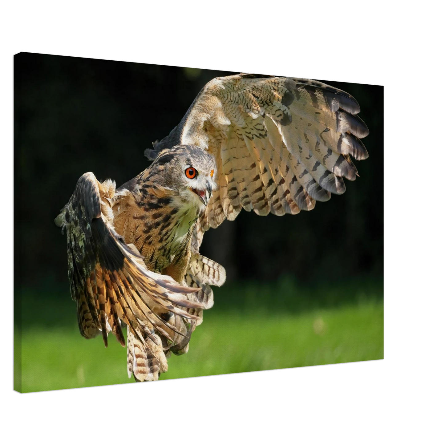 Wandbild majestaetische eule im flug ausdrucksstarke wandkunst fuer ihr zuhause