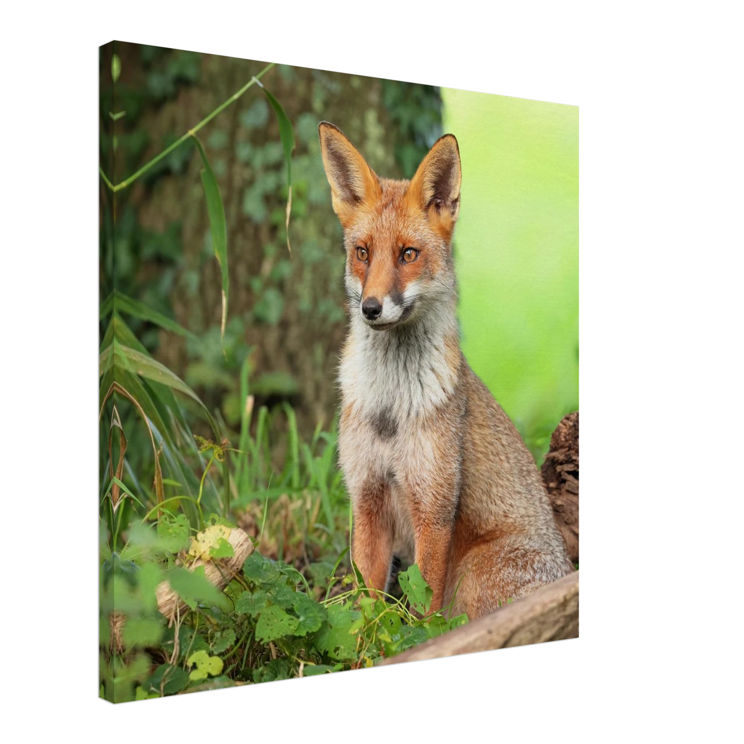 Wandbild majestaetischer rotfuchs ein augenblick der ruhe in der natur erhaeltlich in zahlreichen groessen