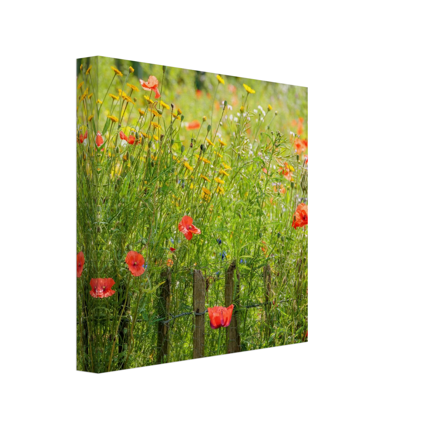 Wandbild wildblumen feld rot gelb sonnige mohnblumen wiese als kunstdruck
