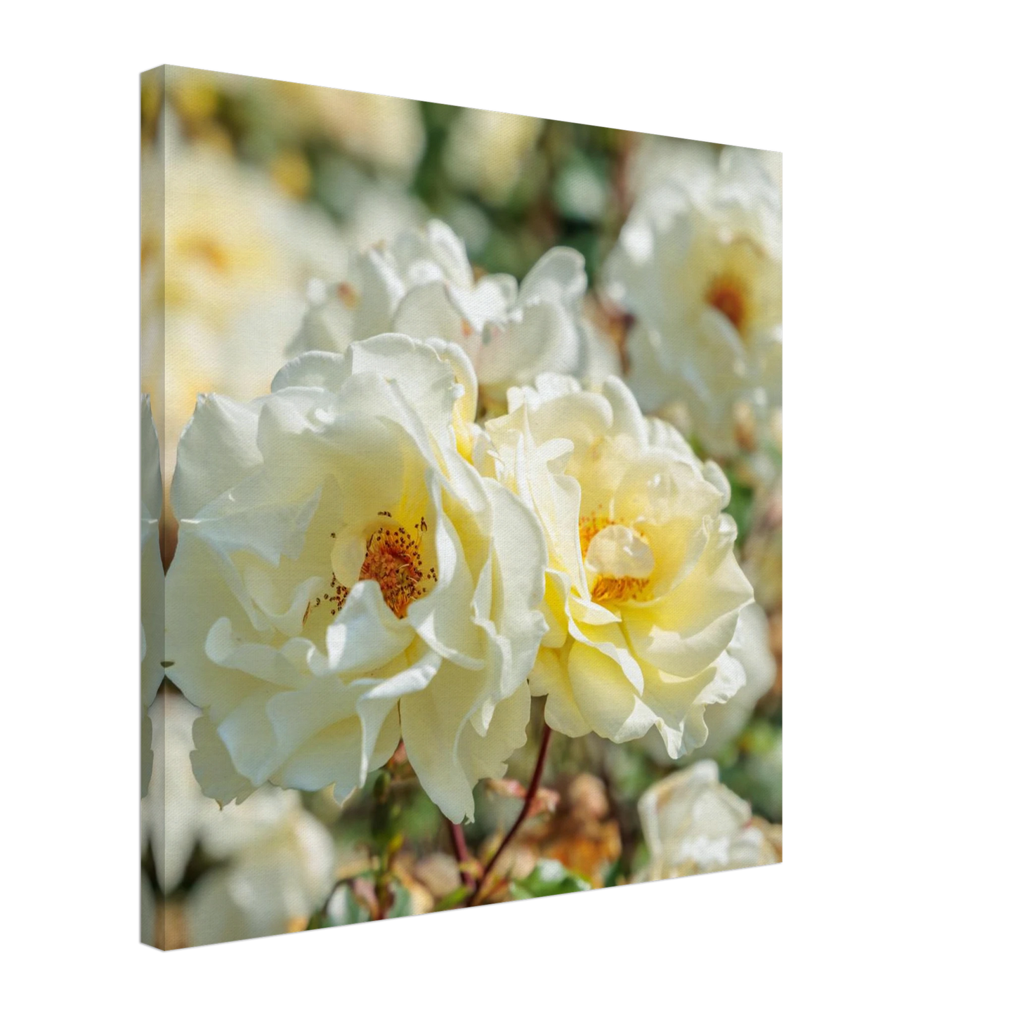 Wandbild creme weisse rosen zeitlose blumen eleganz fuer ihre wand in vielen groessen verfuegbar