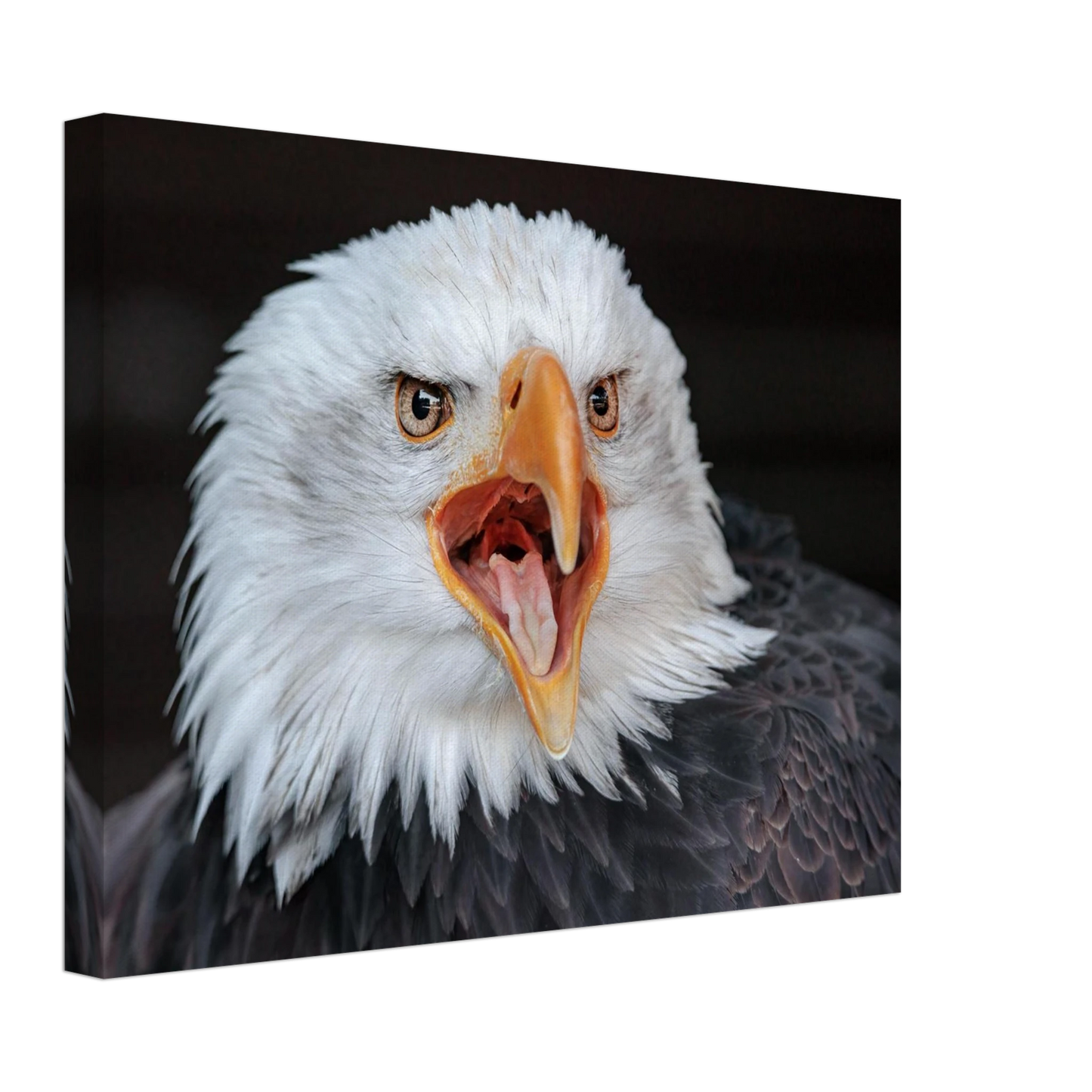 Wandbild majestaetischer schreie des weisskopfseeadlers einzigartige wildtierkunst fuer ihr zuhause