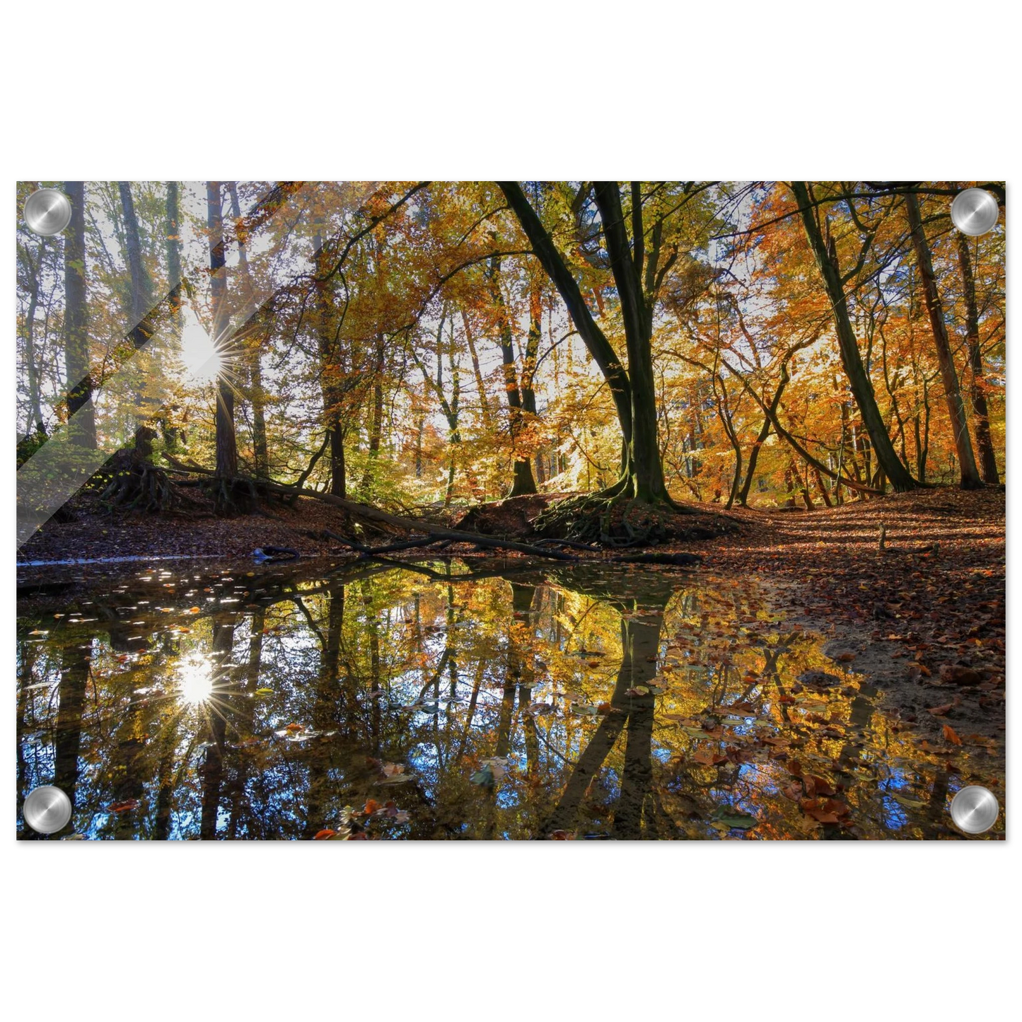Wandbild goldener herbstwald stimmungsvolle spiegelung der natur in ihrer wunschgroesse