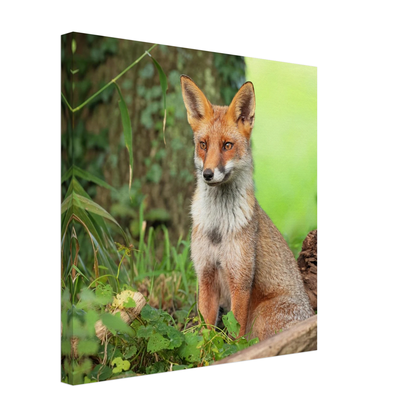 Wandbild majestaetischer rotfuchs ein augenblick der ruhe in der natur erhaeltlich in zahlreichen groessen