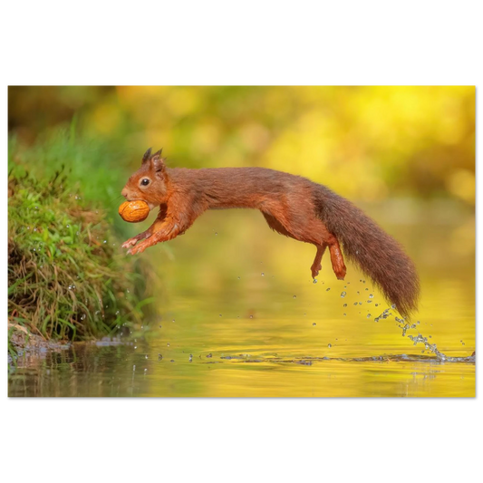 Wandbild eichhoernchen mit nuss dynamische tierkunst in leuchtenden herbstfarben