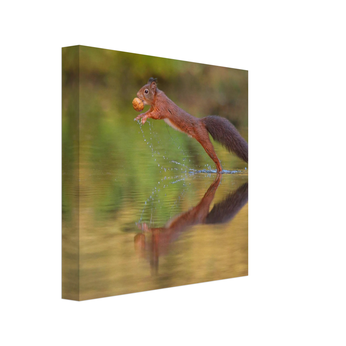 Wandbild eichhoernchen sprung dynamisches tierportrait auf premium leinwand in verschiedenen groessen erhaeltlich
