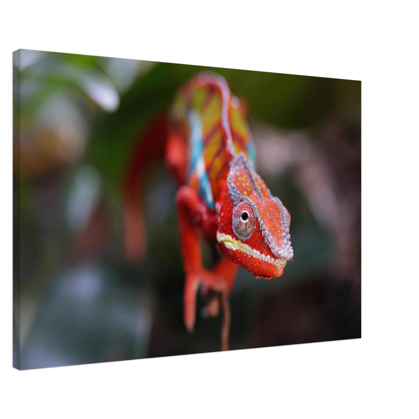 Wandbild faszinierendes chamaeleon portraet lebendige tierkunst fuer ihr zuhause in ihrer wunschgroesse