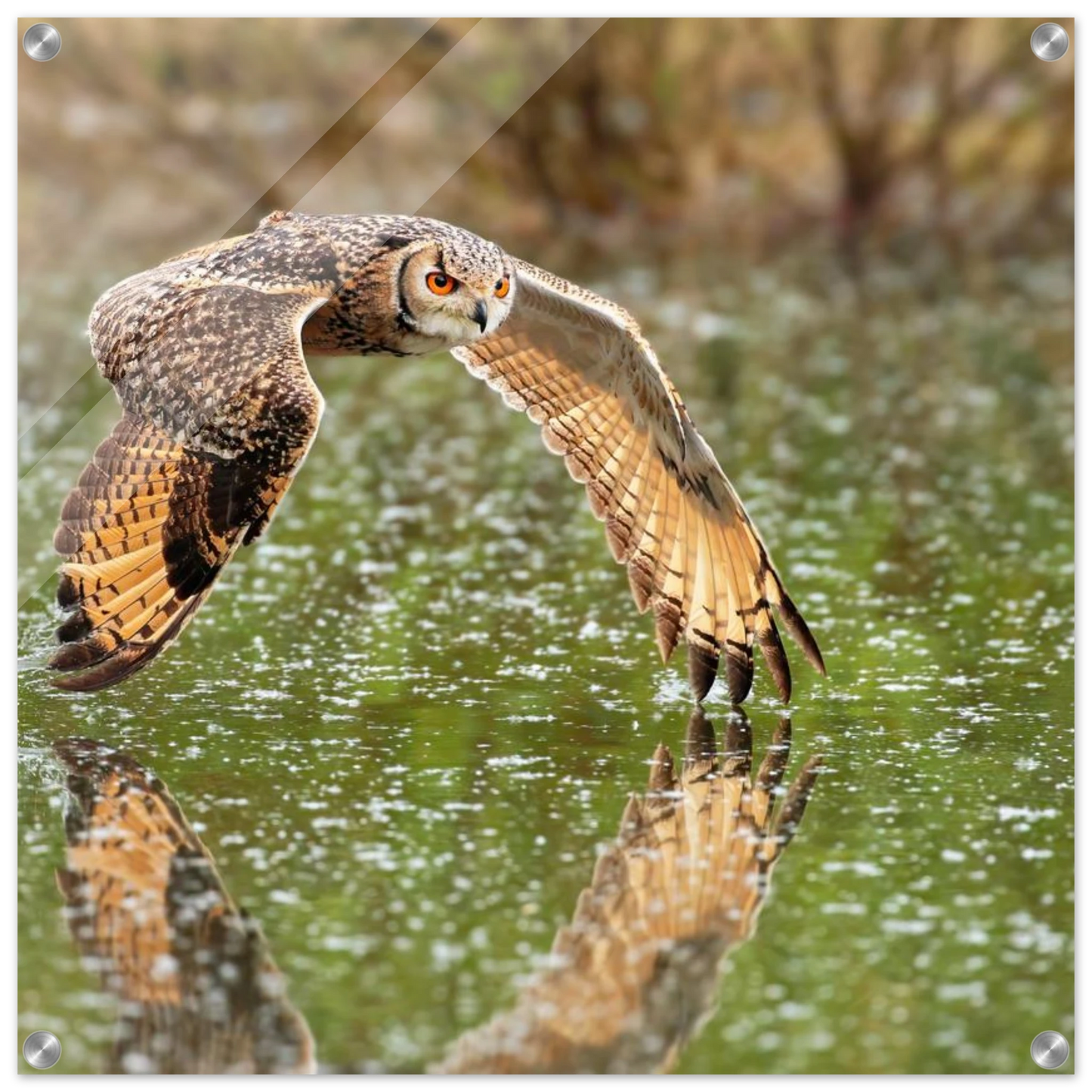 Wandbild majestaetische eule im flug naturfotografie mit lebendigen orangetoenen in ihrer wunschgroesse