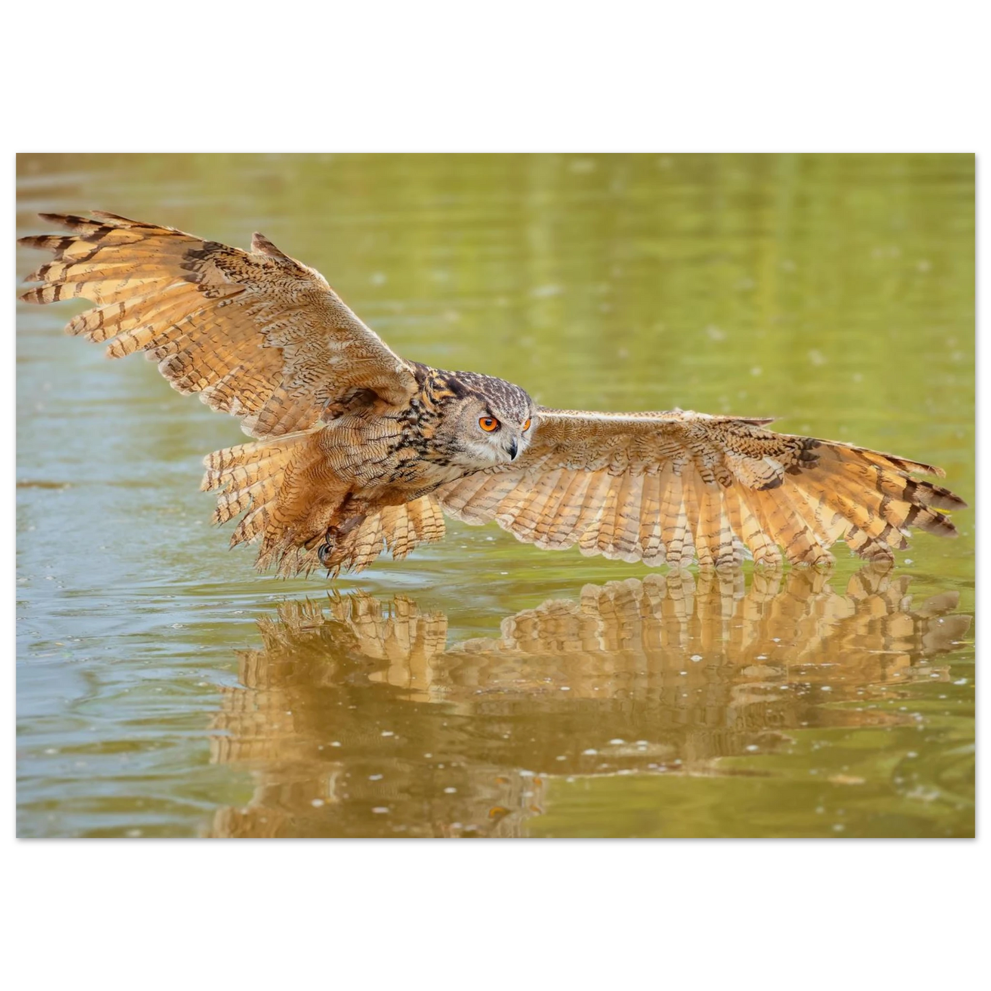 Wandbild majestaetischer uhu im jagdflug atemberaubende wildtierkunst in verschiedenen groessen