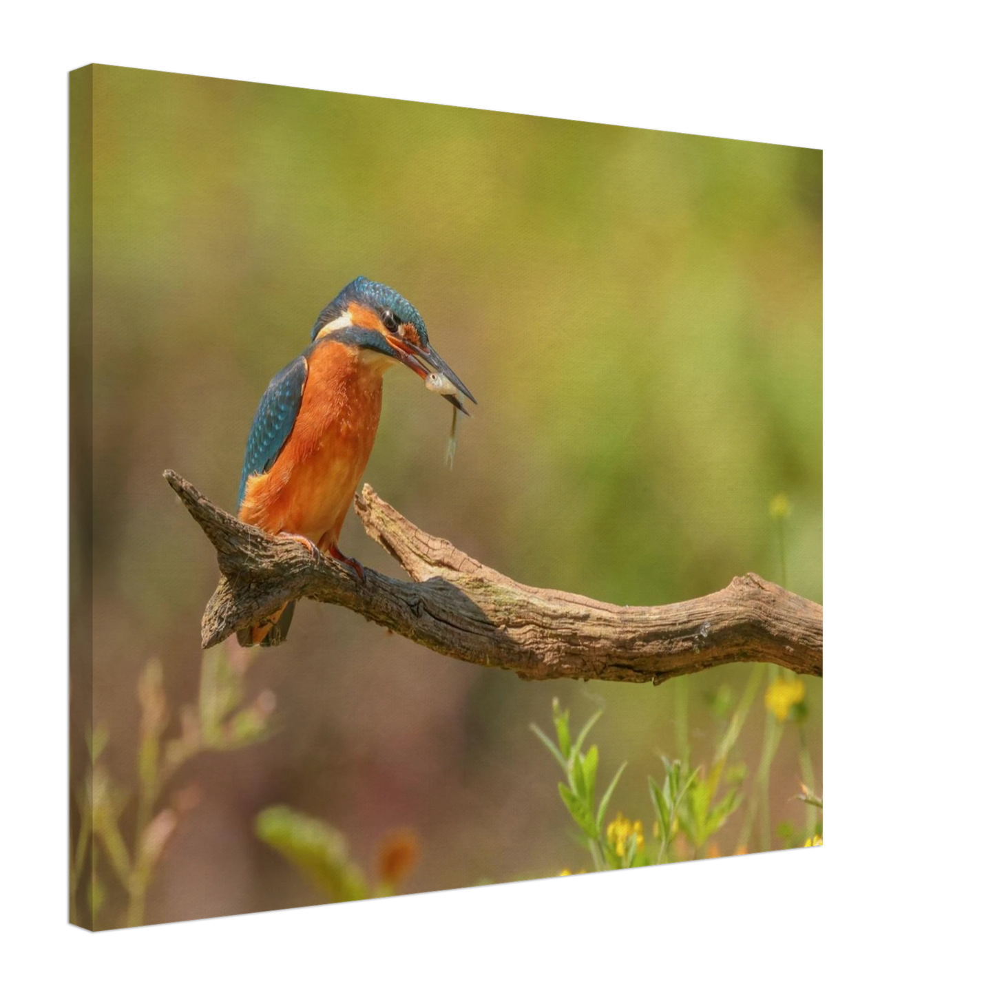 Wandbild eisvogel farbpracht leuchtende naturkunst fuer ihr zuhause in vielen groessen