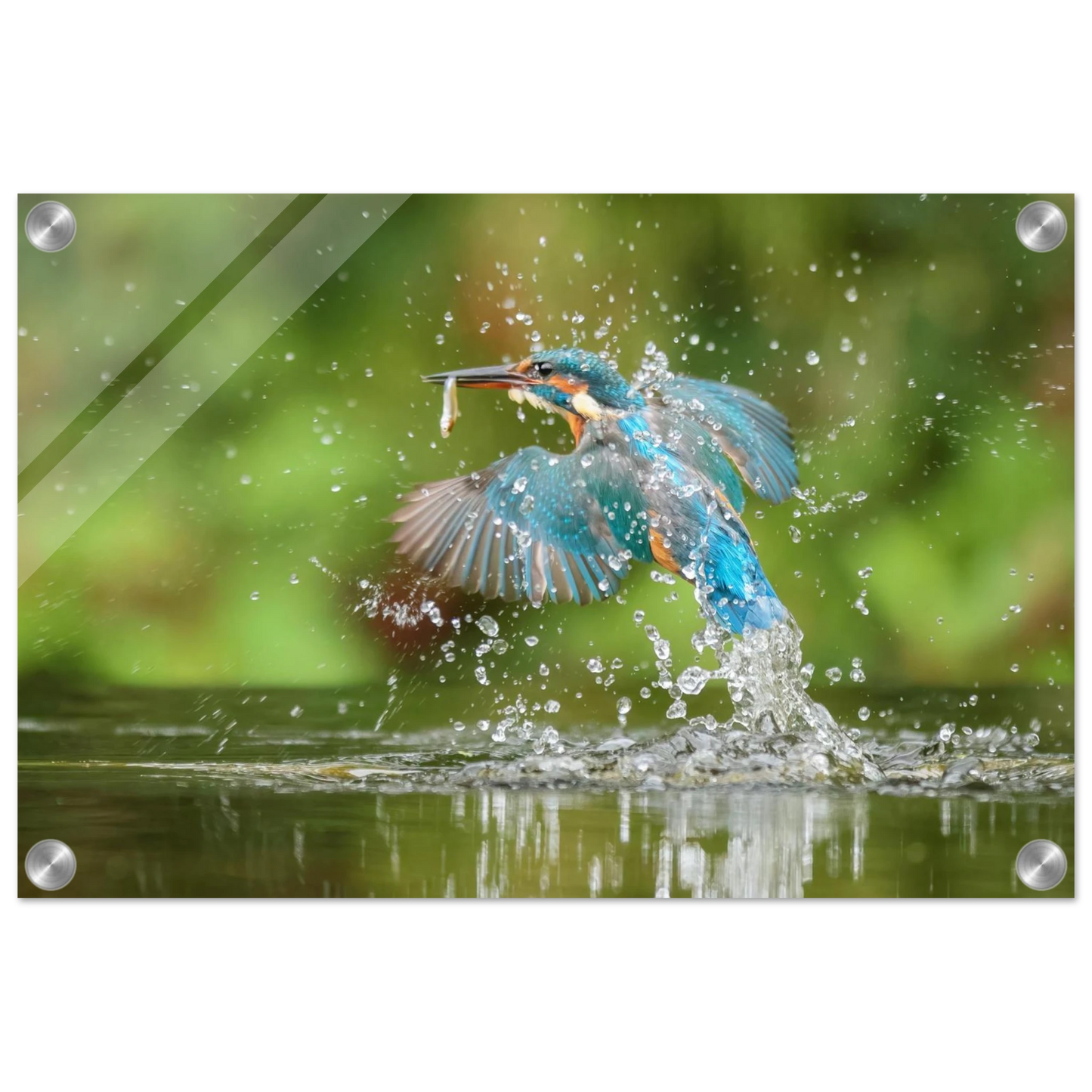 Wandbild eisvogel im sturzflug lebendige wildtierkunst fuer ihr zuhause
