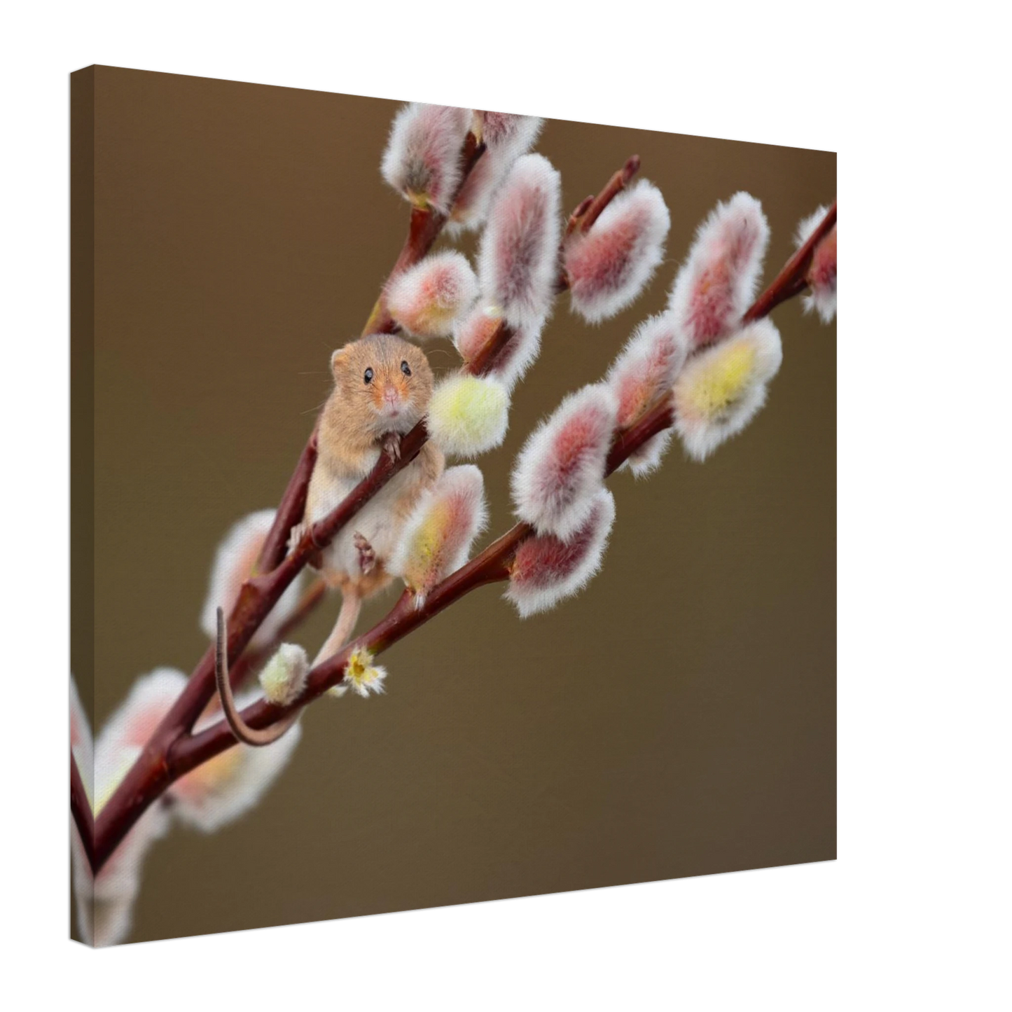 Wandbild niedliche erntemaus an flauschigen weidenkaetzchen ein zauberhafter naturmoment fuer ihre waende