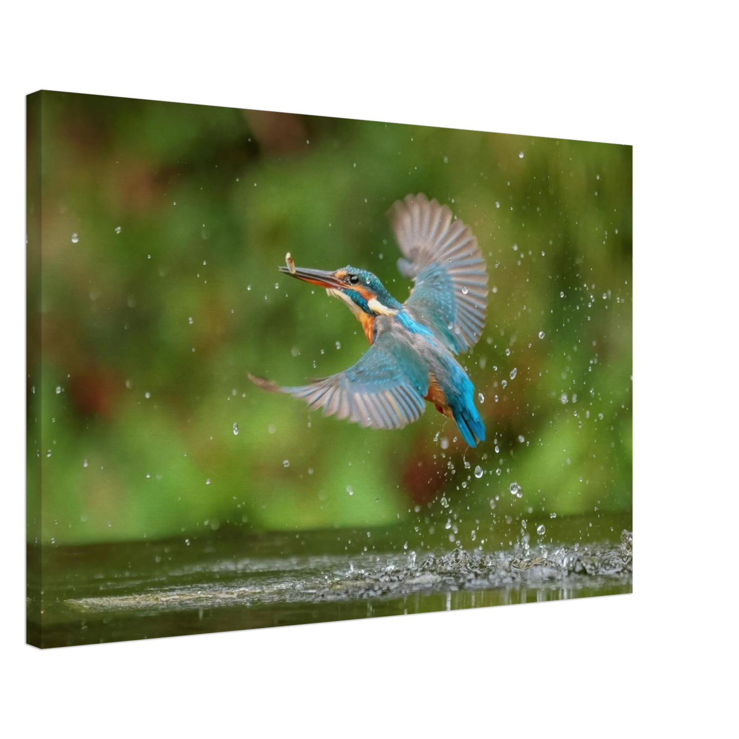 Wandbild eisvogel lebendige tierfotografie mit lebhaften blautoenen