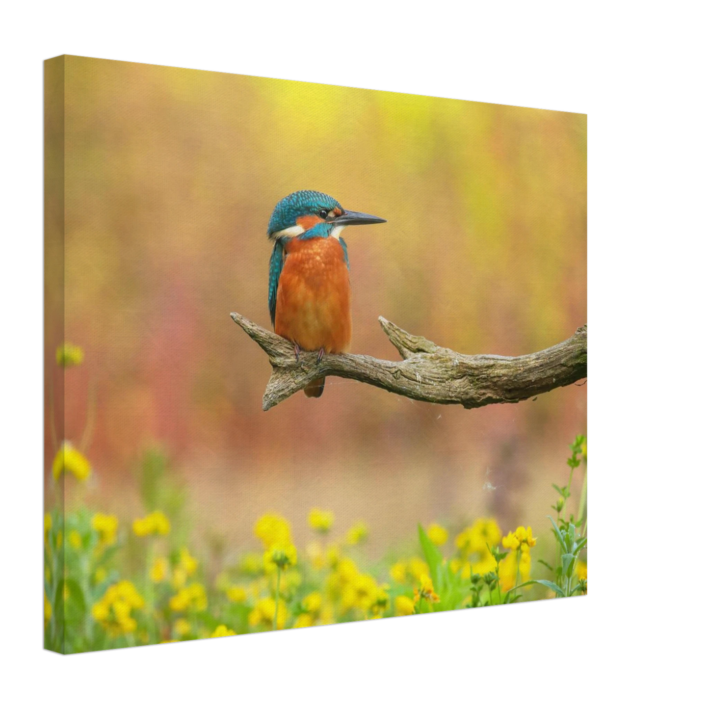 Wandbild eisvogel lebendige naturkunst fuer ihr zuhause in ihrer wunschgroesse