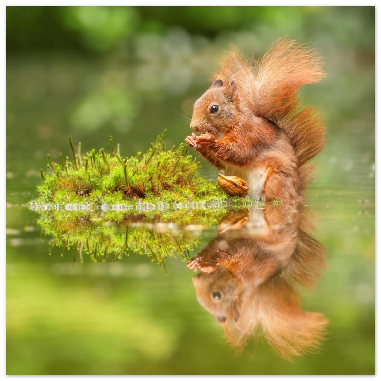 Wandbild bezauberndes eichhoernchen mit nuss ein spiegelbild der natur