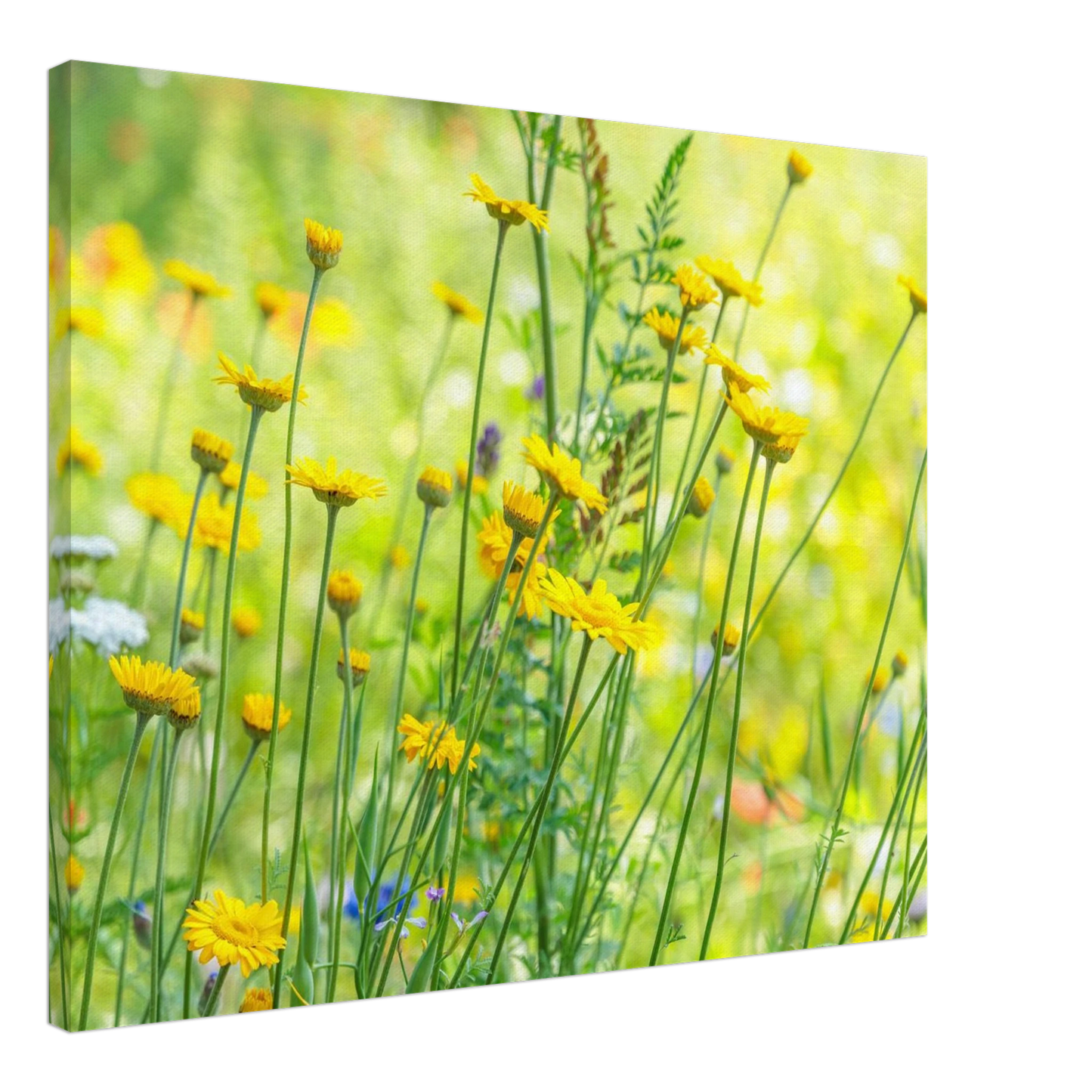 Wandbild sunshine meadow lebendiger blumen druck in verschiedenen groessen