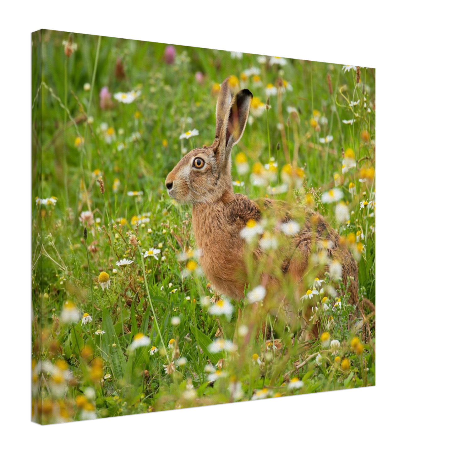 Wandbild Idyllische hasenwiese wandbild waehle dein wunschformat