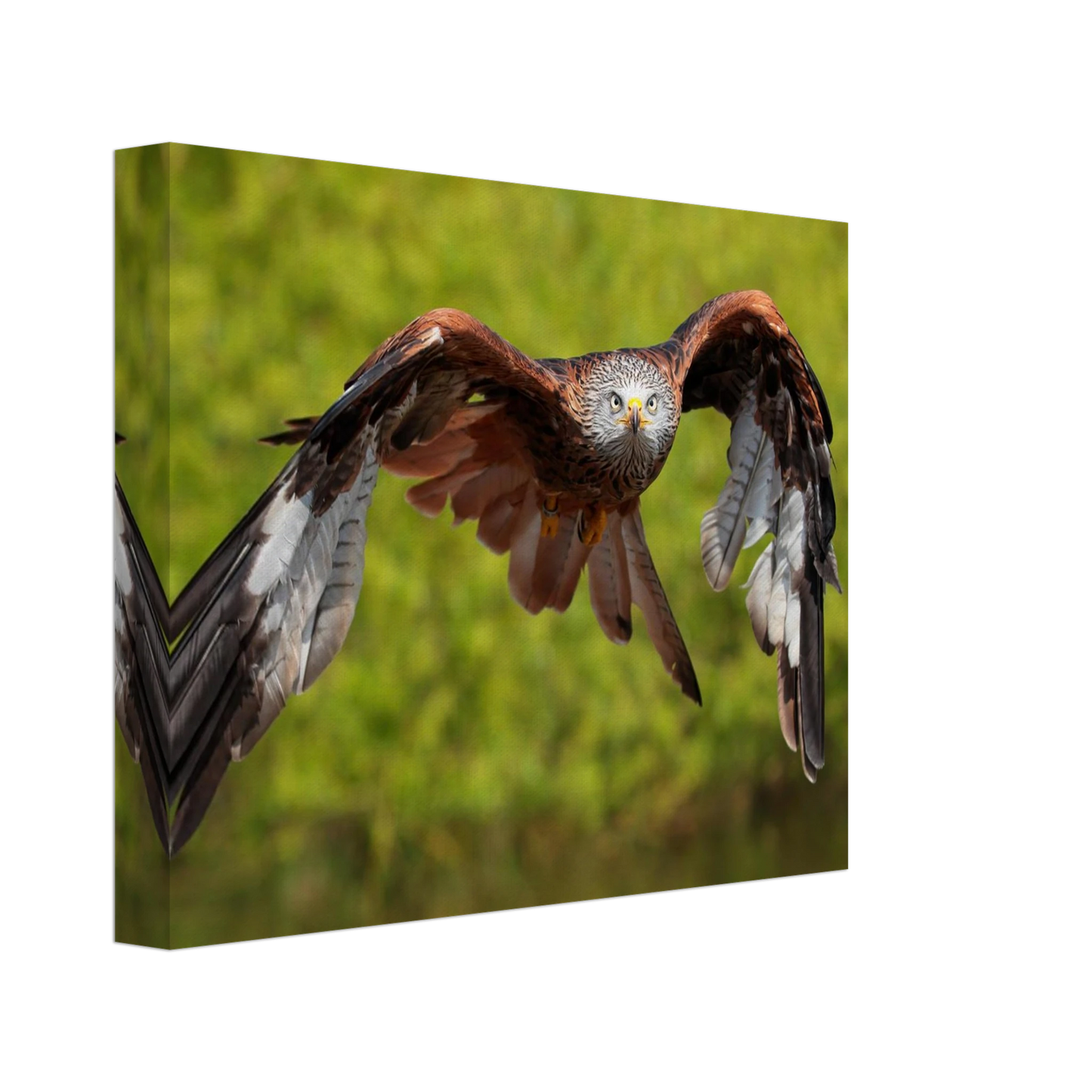 Wandbild majestaetischer rotmilan im flug atemberaubende tierfotografie fuer ihr zuhause erhaeltlich in zahlreichen groessen