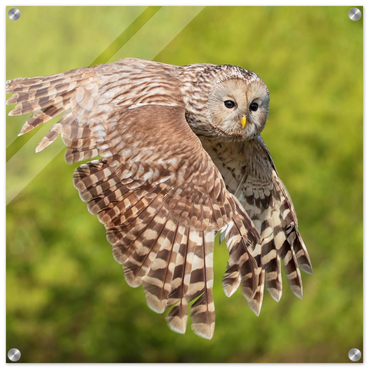 Wandbild majestaetische eule im flug naturfotografie fuer ihr zuhause