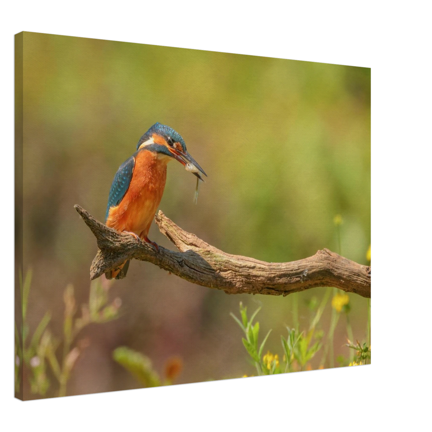 Wandbild eisvogel farbpracht leuchtende naturkunst fuer ihr zuhause in vielen groessen
