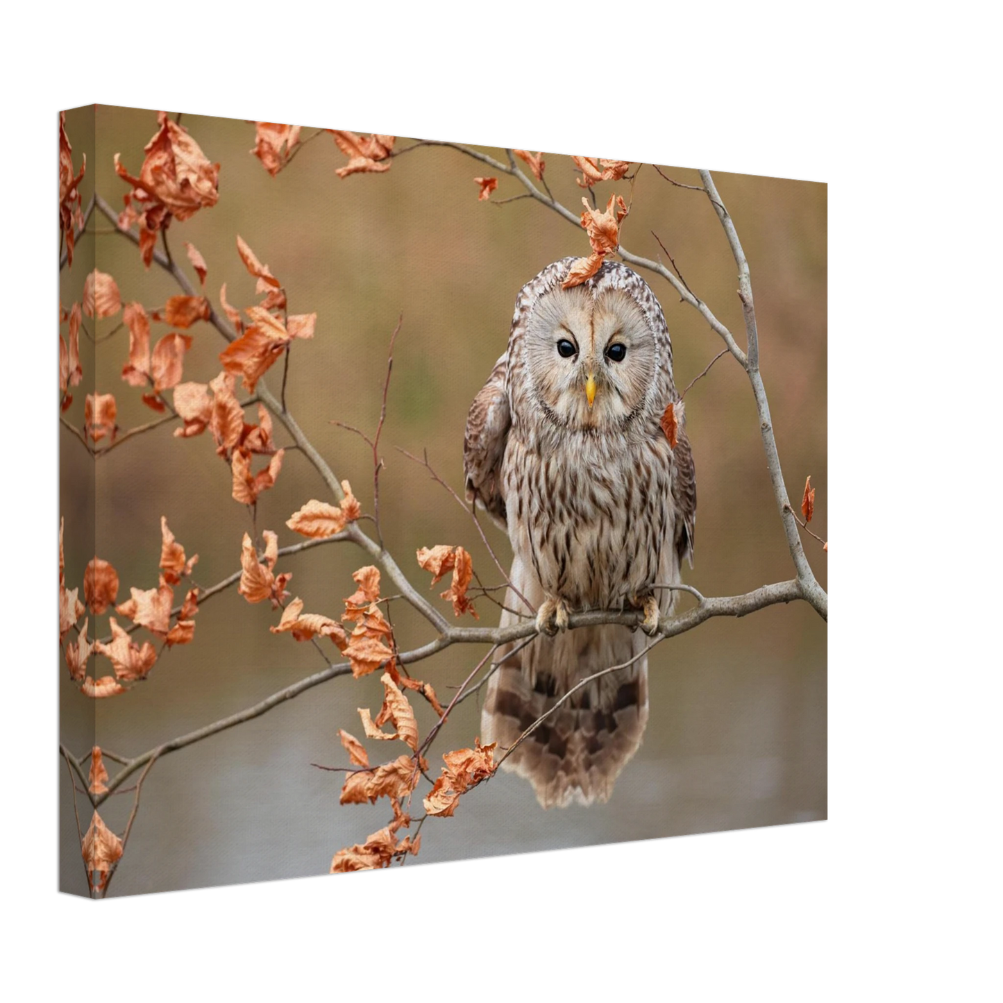 Wandbild majestaetische eule im herbstlaub einblick in die wildnis in verschiedenen groessen