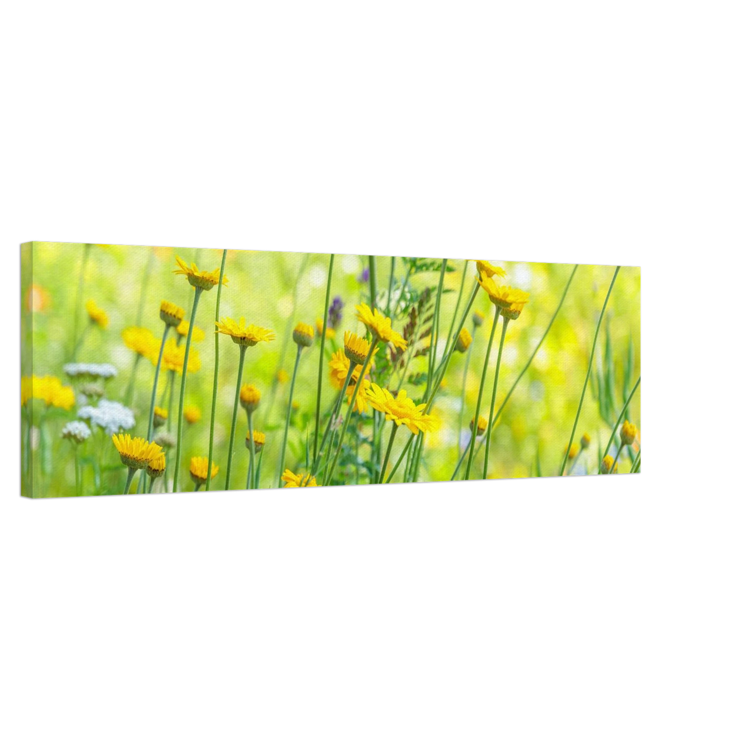 Wandbild sunshine meadow lebendiger blumen druck in verschiedenen groessen