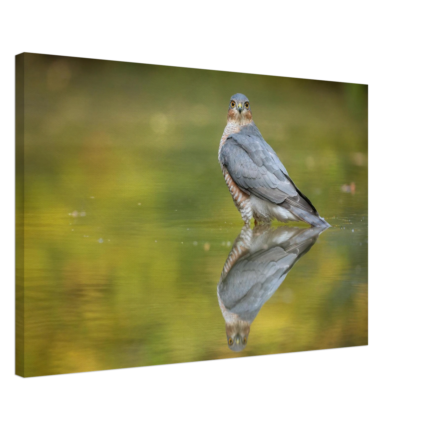 Wandbild mystischer sperber im morgengold faszinierende wildtierfotografie in ihrer wunschgroesse
