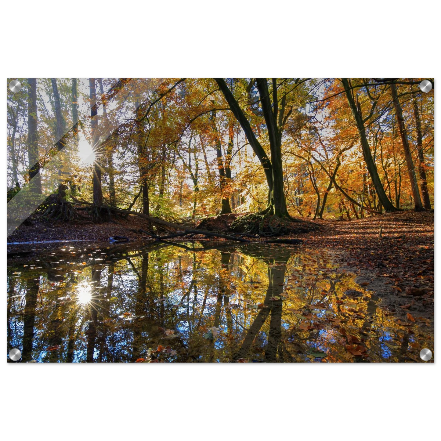Wandbild goldener herbstwald stimmungsvolle spiegelung der natur in ihrer wunschgroesse