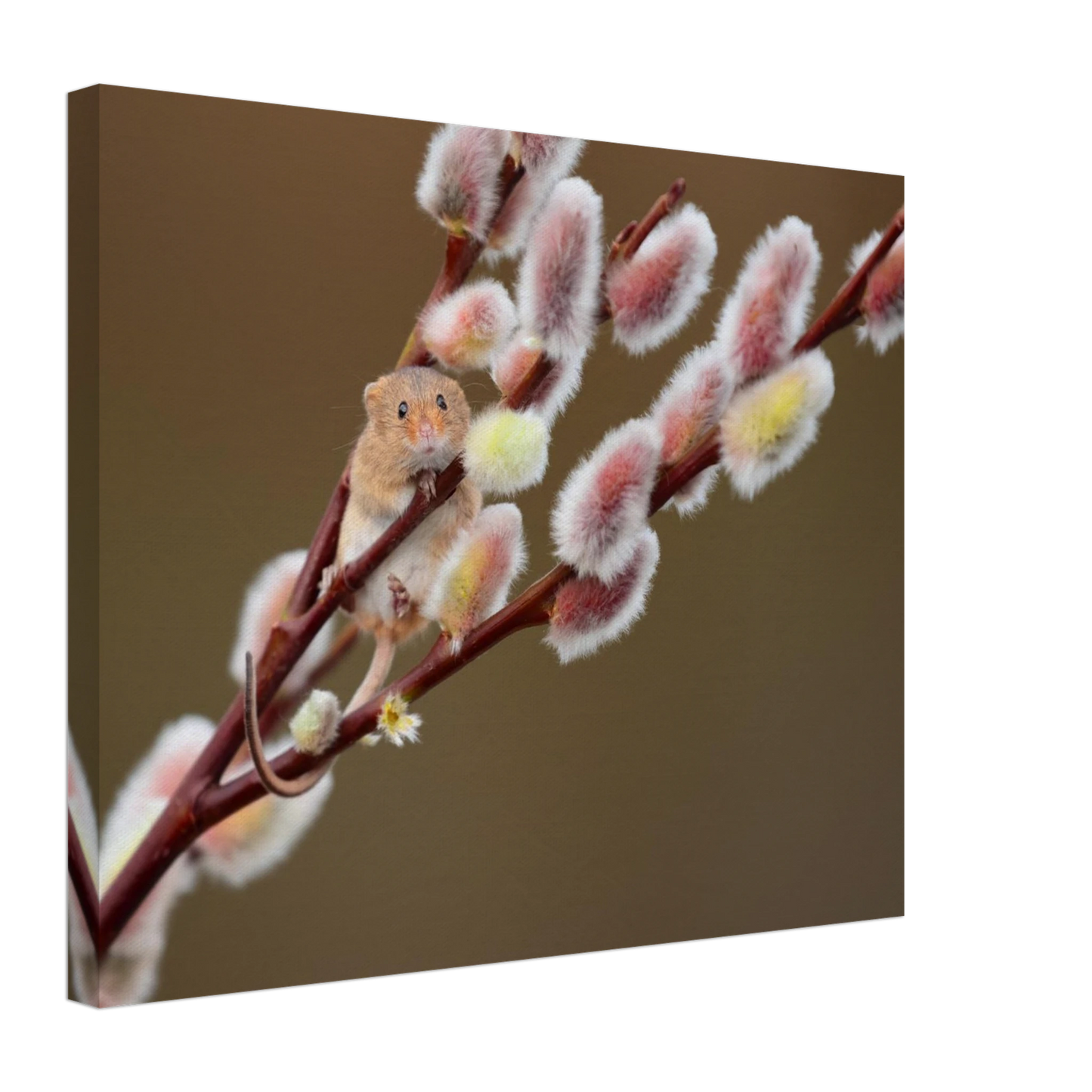 Wandbild niedliche erntemaus an flauschigen weidenkaetzchen ein zauberhafter naturmoment fuer ihre waende