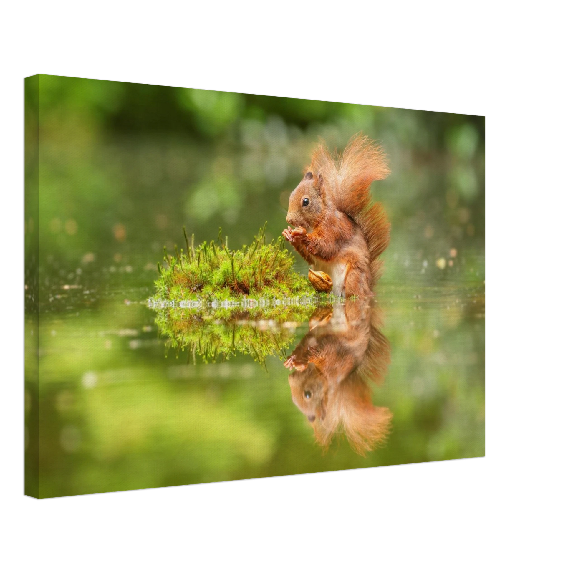 Wandbild bezauberndes eichhoernchen mit nuss ein spiegelbild der natur