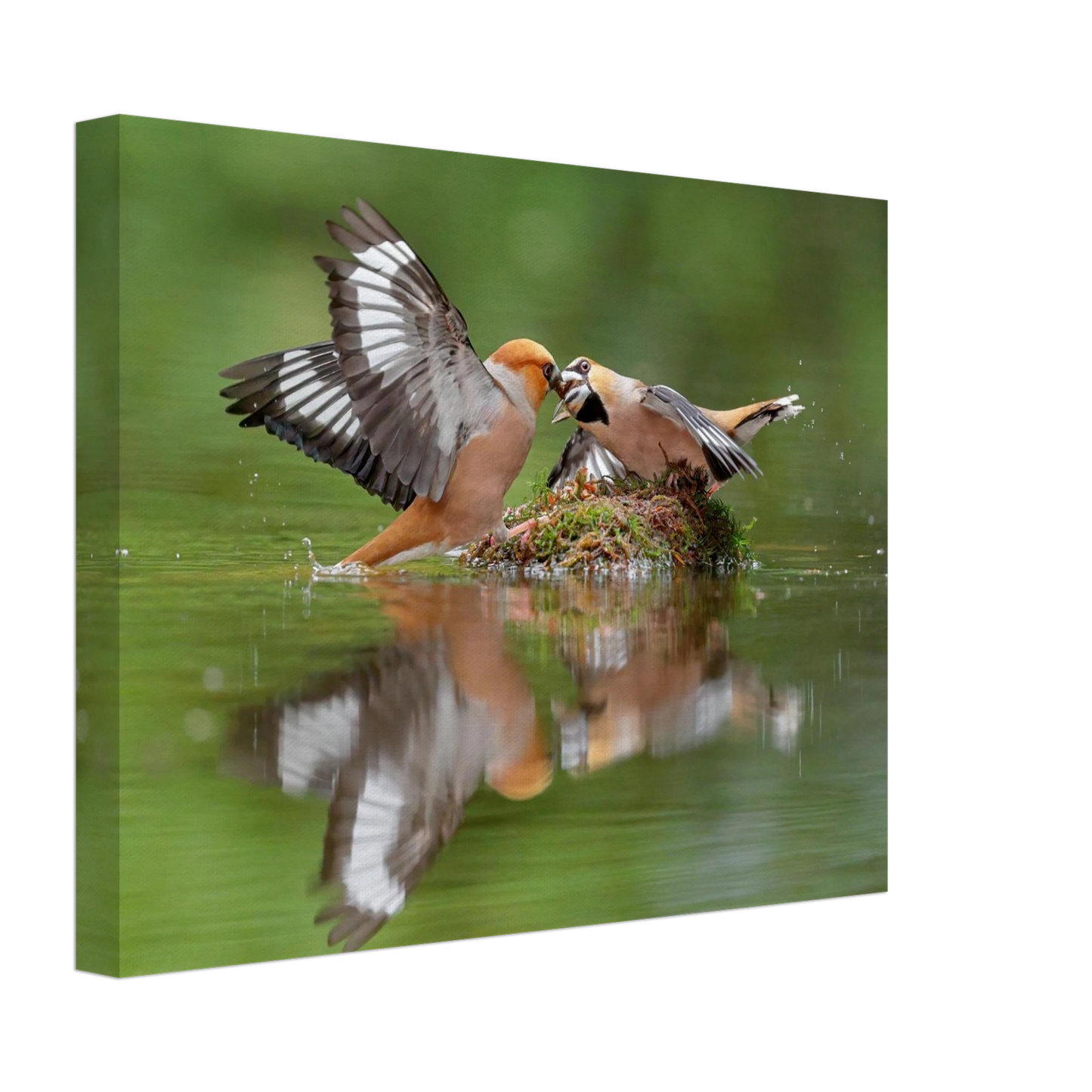 Wandbild momente der natur spektakulaerer kampf der voegel ueber dem wasser