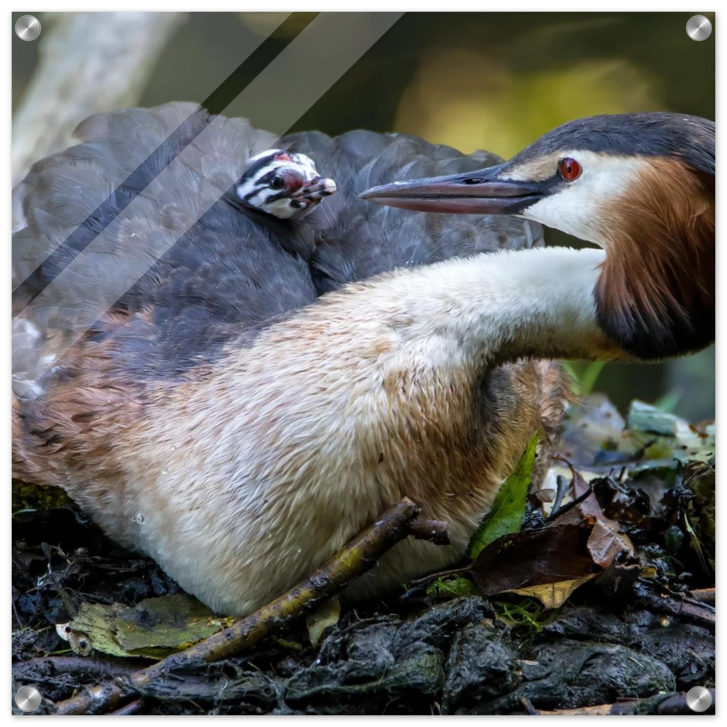 Wandbild zaertliche grosse haubentaucher familie naturgetreuer kunstdruck in ihrer wunschgroesse
