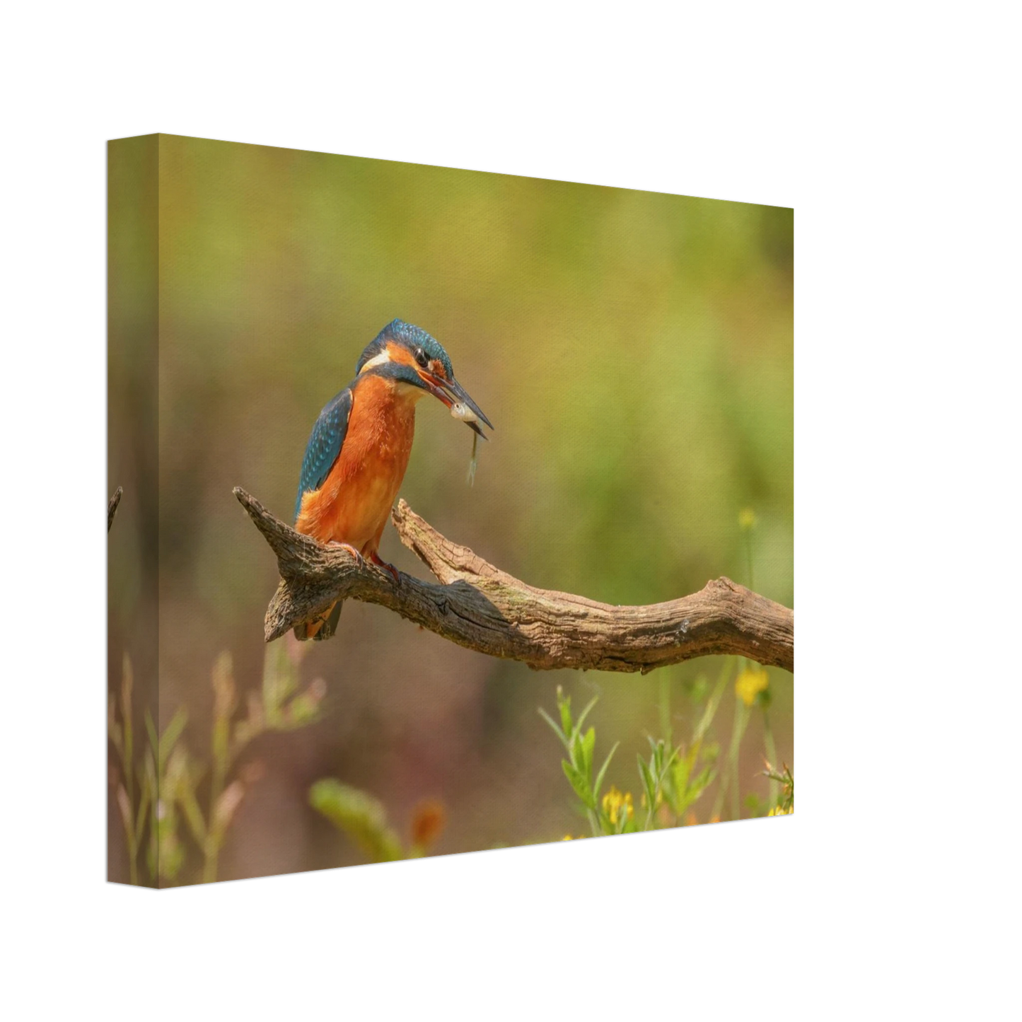 Wandbild eisvogel farbpracht leuchtende naturkunst fuer ihr zuhause in vielen groessen