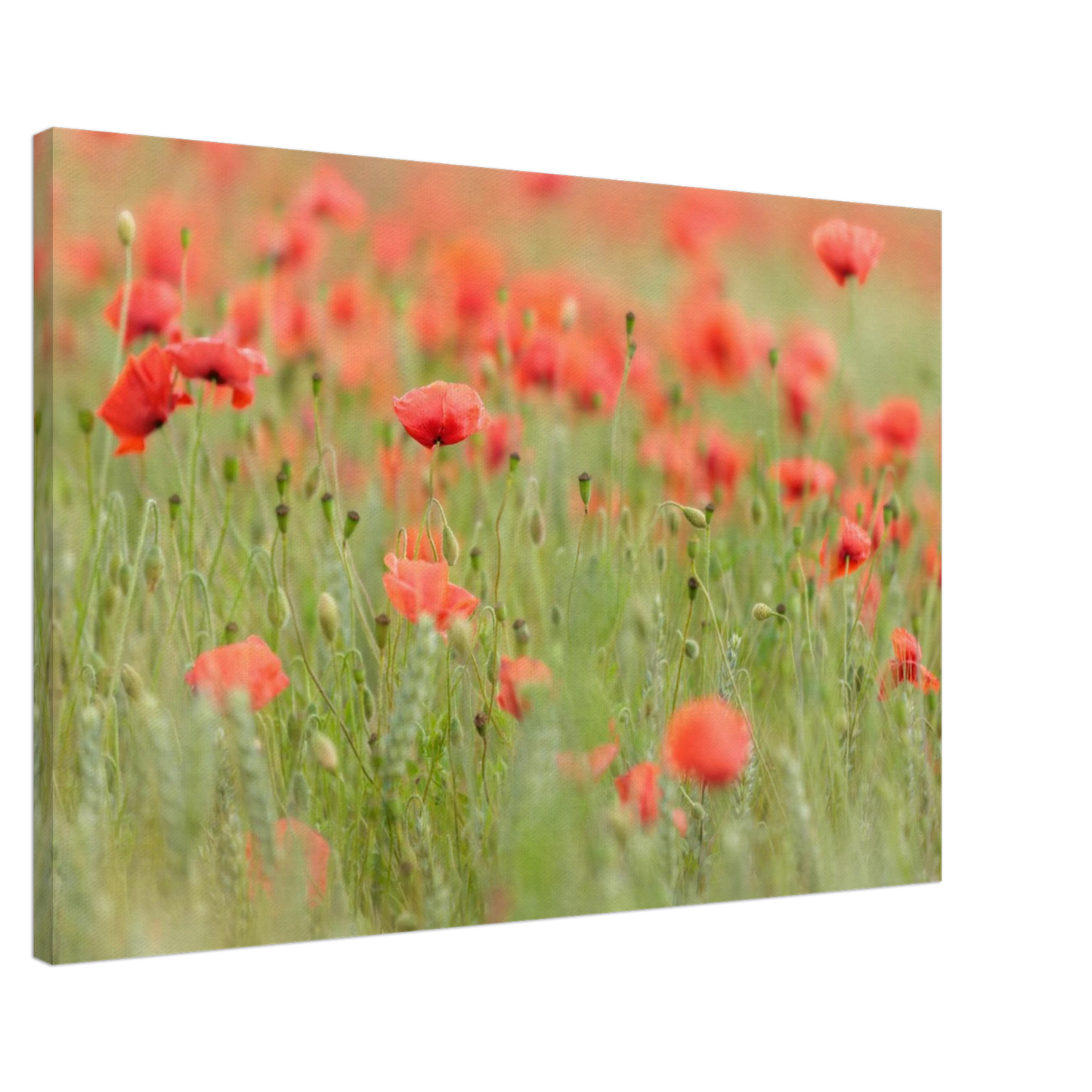 Wandbild vertraeumtes mohnblumenfeld ein stueck sommer fuer ihr zuhause in vielen groessen