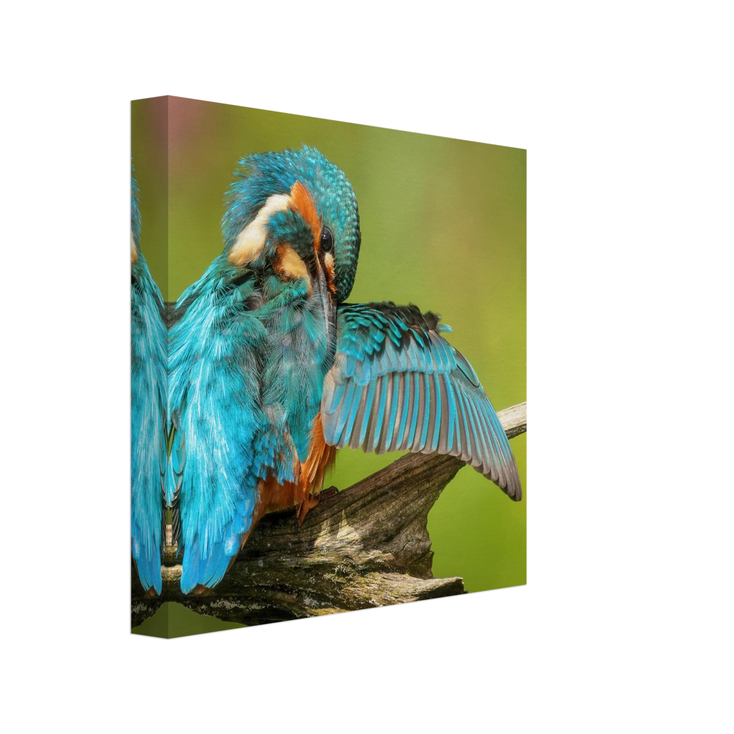 Wandbild eisvogel lebendige farbenpracht der natur auf leinwand