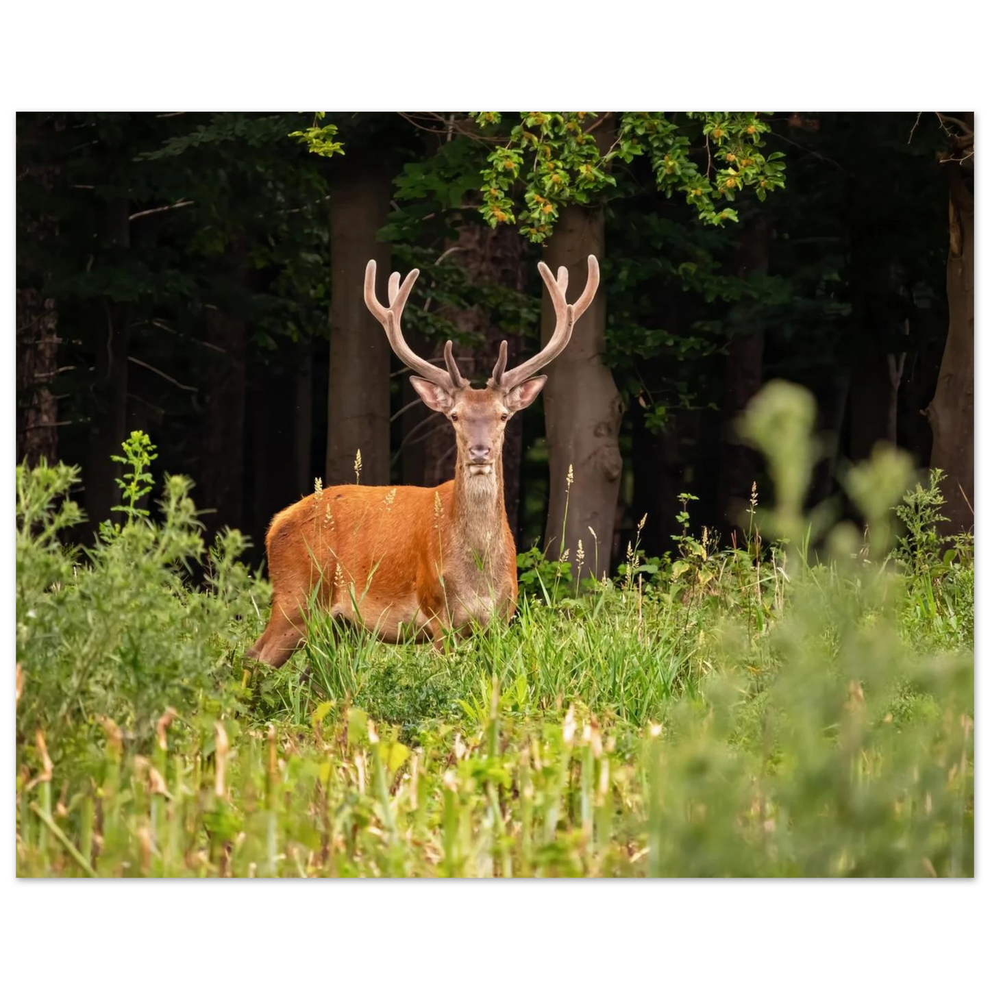 Wandbild majestaetischer hirsch im wald ein wildnis statement fuer ihr zuhause in verschiedenen groessen