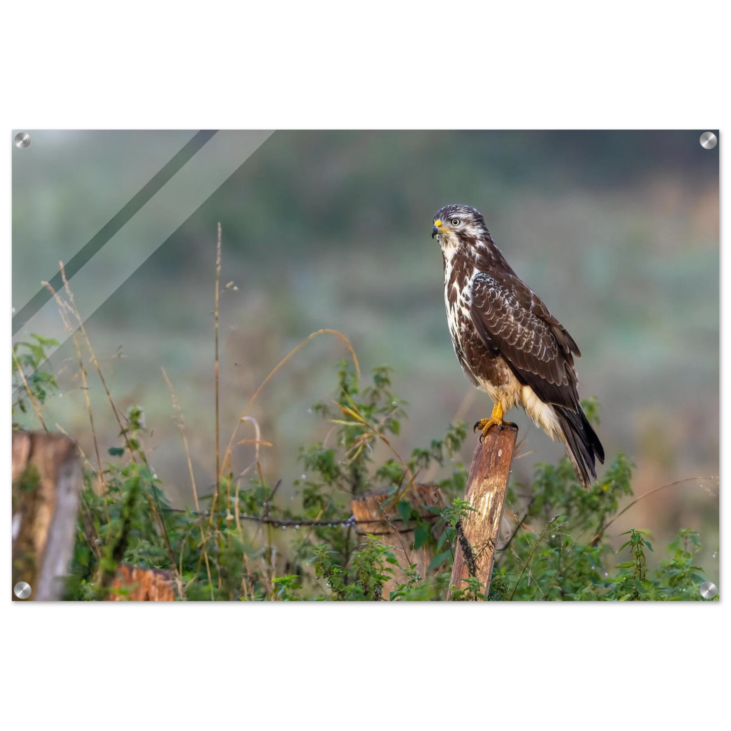 Wandbild majestaetischer bussard einblick in die wildnis auf hochglanz leinwand