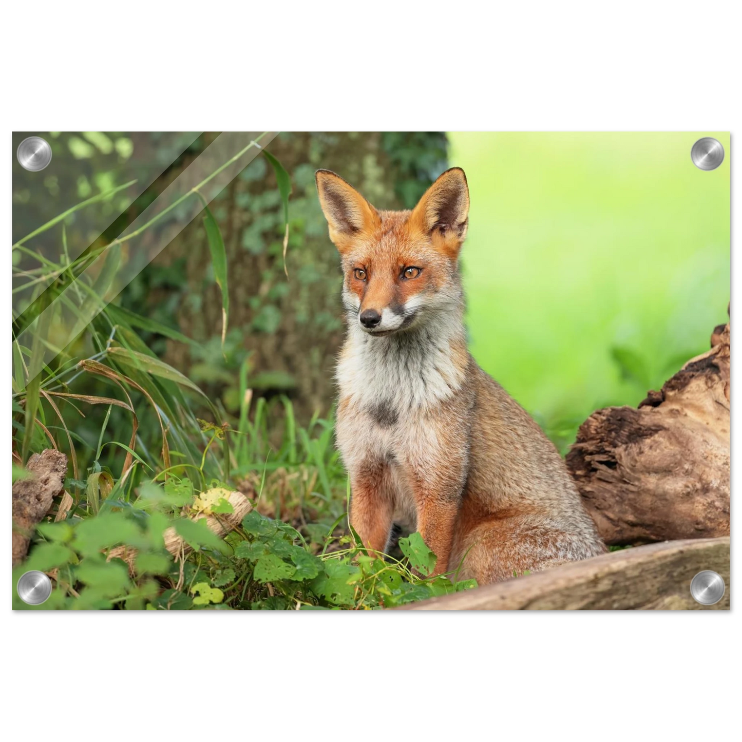 Wandbild majestaetischer rotfuchs ein augenblick der ruhe in der natur erhaeltlich in zahlreichen groessen