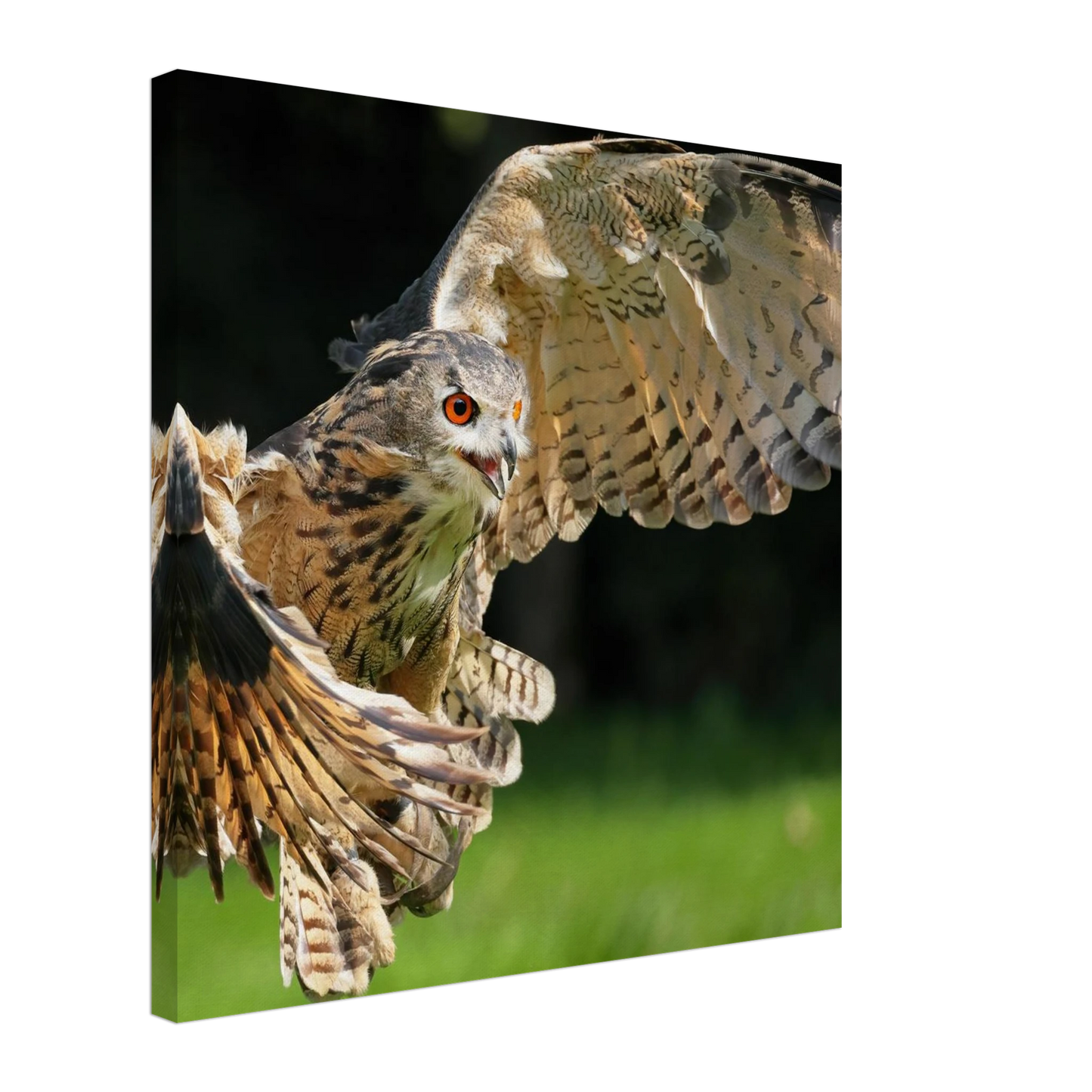 Wandbild majestaetische eule im flug ausdrucksstarke wandkunst fuer ihr zuhause